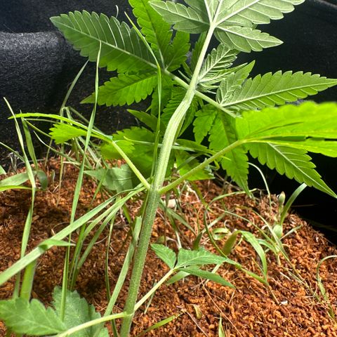 THCV growlog timeline photo