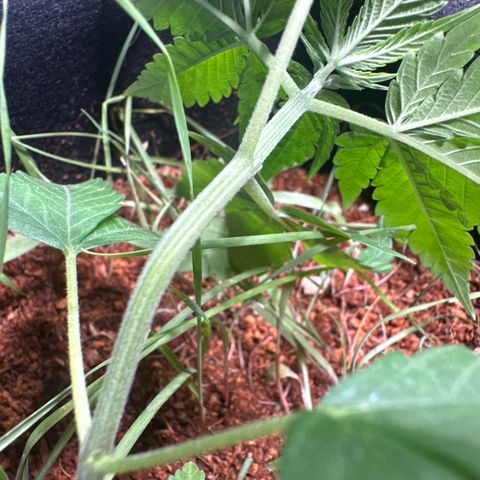 THCV growlog timeline photo