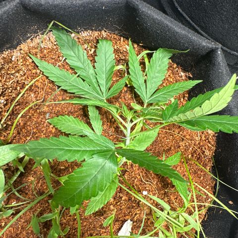 LEMON CHELLO growlog timeline photo
