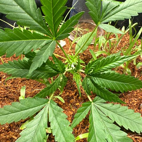 LEMON CHELLO growlog timeline photo