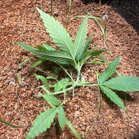 Doctor Seedsman CBD 30:1 growlog timeline photo
