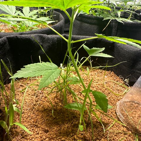 THCV growlog timeline photo