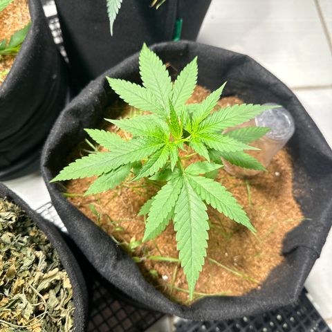 THCV growlog timeline photo