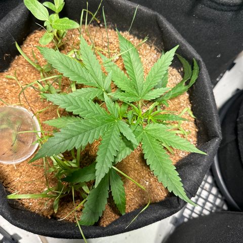 LEMON CHELLO growlog timeline photo