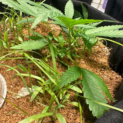 LEMON CHELLO growlog timeline photo