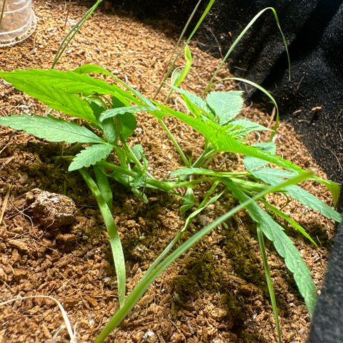 Doctor Seedsman CBD 30:1 growlog timeline photo