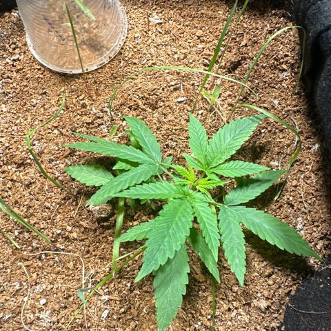 Doctor Seedsman CBD 30:1 growlog timeline photo