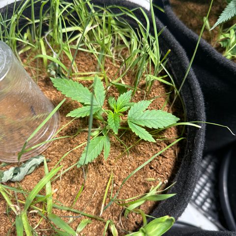 BANANA BISCOTT  growlog timeline photo