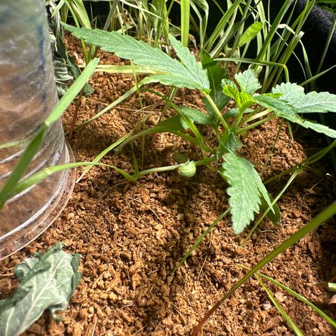 BANANA BISCOTT  growlog timeline photo