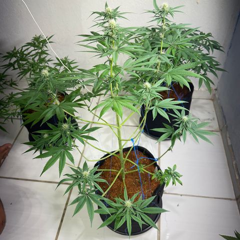 PURPLE GHOST CANDY #2 growlog timeline photo
