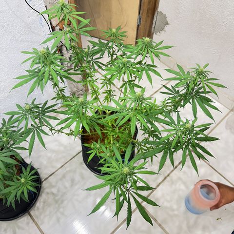 PURPLE GHOST CANDY #1  growlog timeline photo