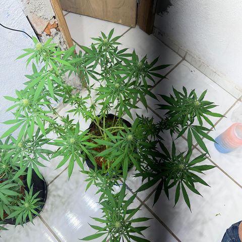 PURPLE GHOST CANDY #1  growlog timeline photo
