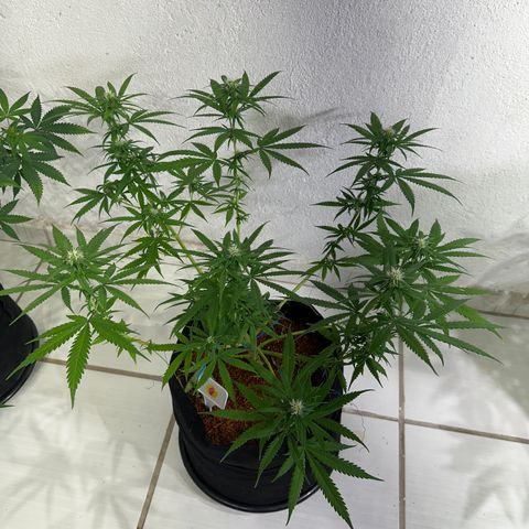 FRUIT #1 growlog timeline photo