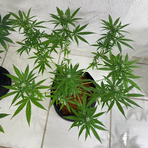 FRUIT #1 growlog timeline photo