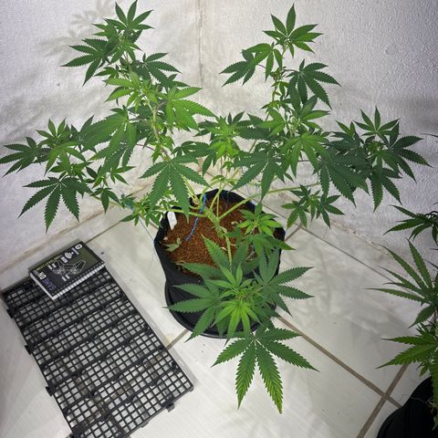 FRUIT #2 growlog timeline photo
