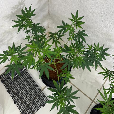 FRUIT #2 growlog timeline photo