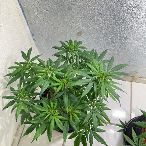 SIDERAL #2 growlog timeline photo