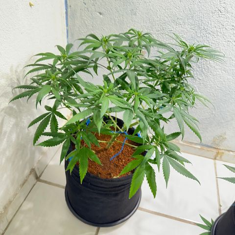 SIDERAL #2 growlog timeline photo