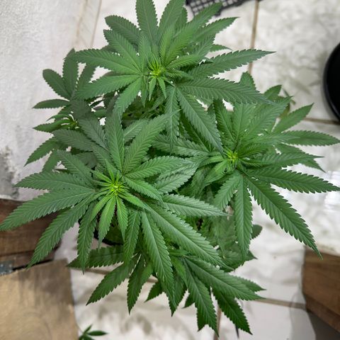OG #2 growlog timeline photo