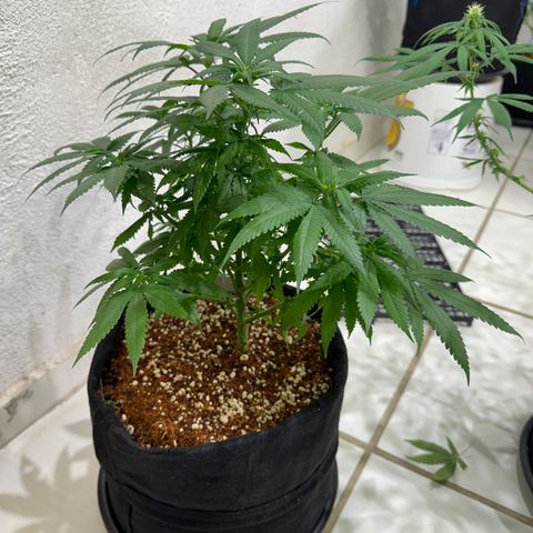 OG #2 growlog timeline photo