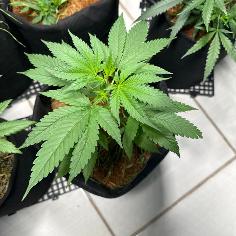 THCV growlog timeline photo