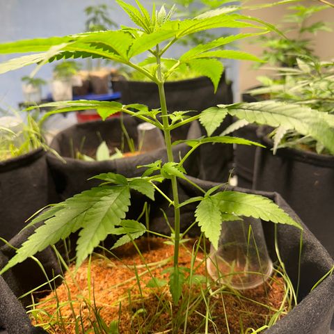THCV growlog timeline photo