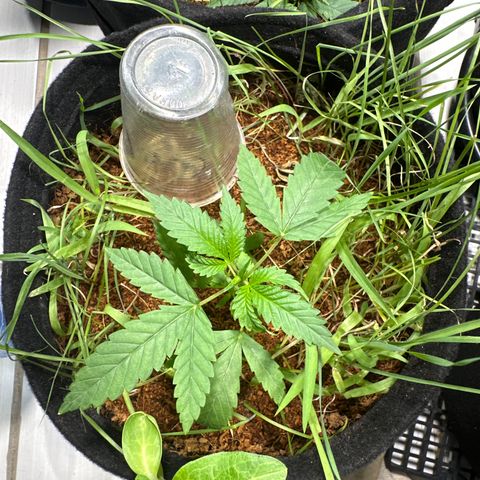 Doctor Seedsman CBD 30:1 growlog timeline photo