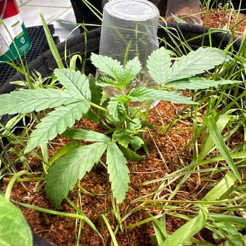 Doctor Seedsman CBD 30:1 growlog timeline photo