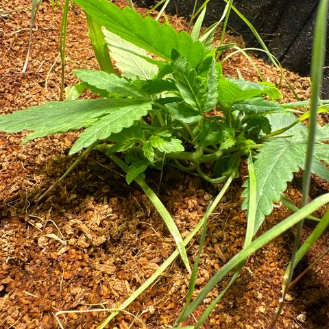 BANANA BISCOTT  growlog timeline photo