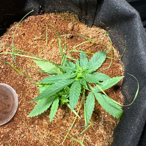 BANANA BISCOTT  growlog timeline photo