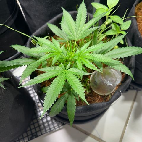 LEMON CHELLO growlog timeline photo