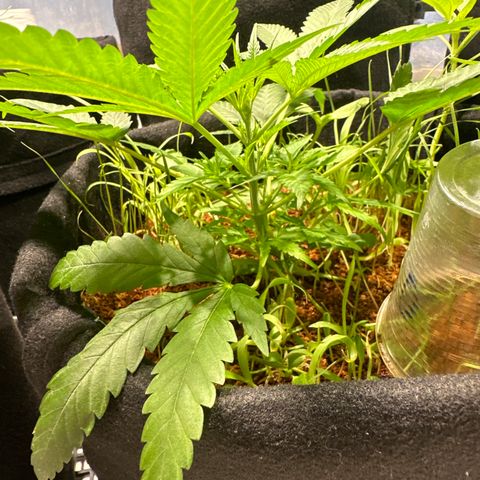 LEMON CHELLO growlog timeline photo