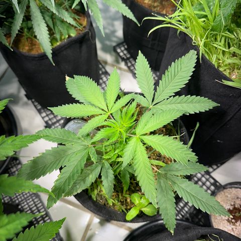 Doctor Seedsman CBD 30:1 growlog timeline photo
