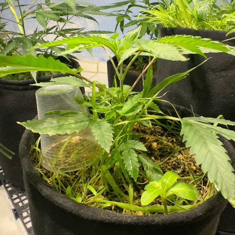 Doctor Seedsman CBD 30:1 growlog timeline photo