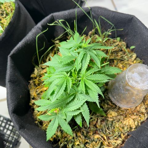 BANANA BISCOTT  growlog timeline photo