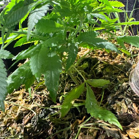 BANANA BISCOTT  growlog timeline photo