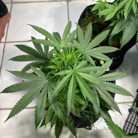 LEMON CHELLO growlog timeline photo