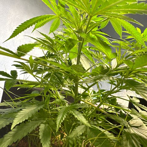 LEMON CHELLO growlog timeline photo