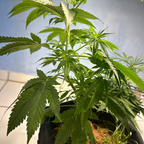 THCV growlog timeline photo