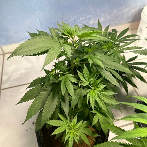 THCV growlog timeline photo