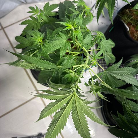 THCV growlog timeline photo