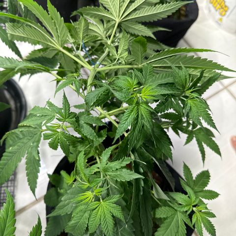 THCV growlog timeline photo