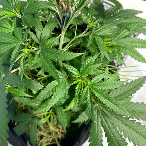 LEMON CHELLO growlog timeline photo