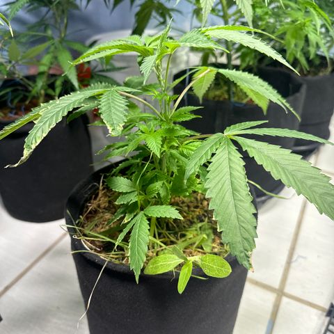 Doctor Seedsman CBD 30:1 growlog timeline photo