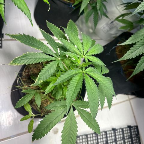 Doctor Seedsman CBD 30:1 growlog timeline photo