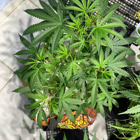 LEMON CHELLO growlog timeline photo