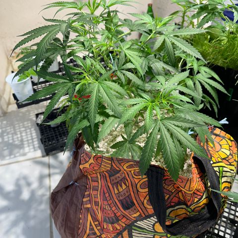 LEMON CHELLO growlog timeline photo