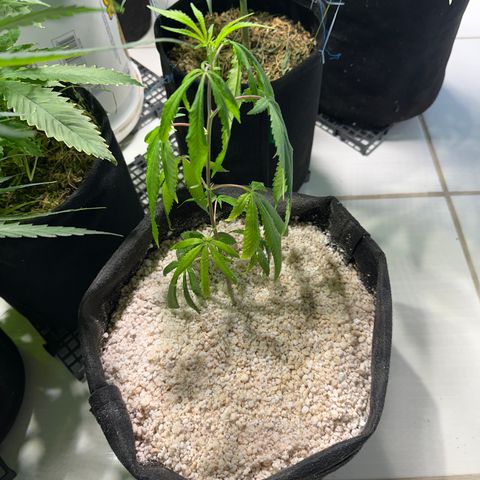 PURPLE GHOST CANDY #3 growlog timeline photo
