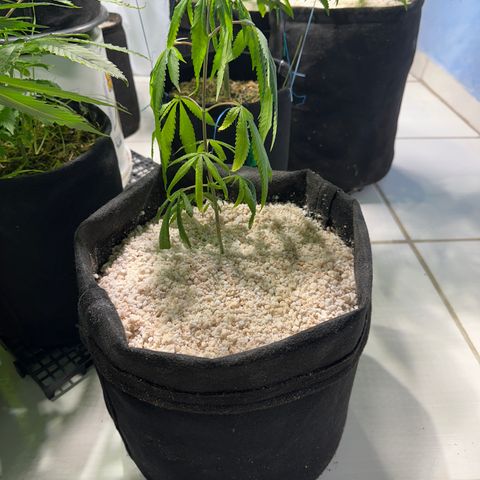 PURPLE GHOST CANDY #3 growlog timeline photo