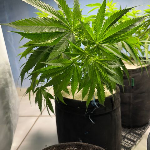 THCV growlog timeline photo